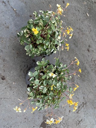 OXALIS VULCAN. 'NORDLYS' 11 CM Ø11