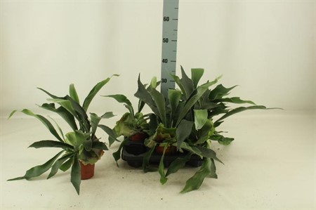 Platycerium bifurcatum Ø12 H=45