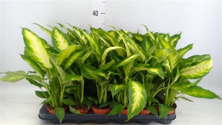 Dieffenbachia 'Camilla' Ø9 H=35