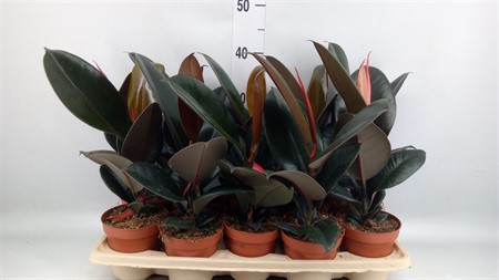 Ficus elastica 'Abidjan' Ø12 H=40