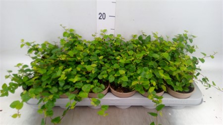 Ficus pumila 'Sunny Green' Ø9 H=10