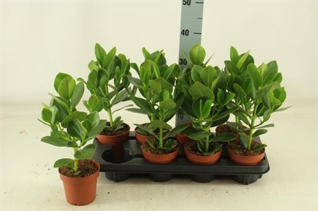Clusia rosea Princess Ø12 H=40