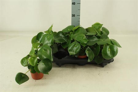 Peperomia polybotrya Raindrop Ø12 H=22,5