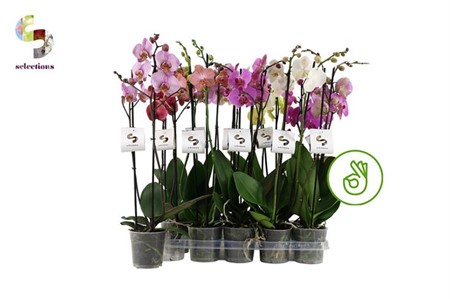 Phalaenopsis Scandinavia mix Ø12 H=55 18+ BLM 2 TAK