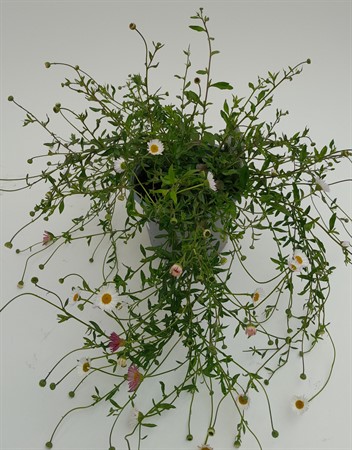Trädgårdsfägring Erigeron svenskodlad