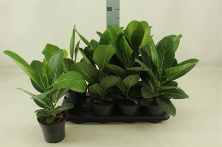 Ficus benghalensis Audrey Ø14 H=45