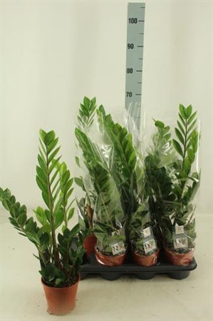 Zamioculcas zamiifolia Ø14 H=65 3 TAK