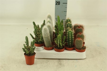 Cactus mix Ø5,5 H=10