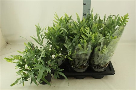 Phlebodium aureum Blue Star Ø17 H=55