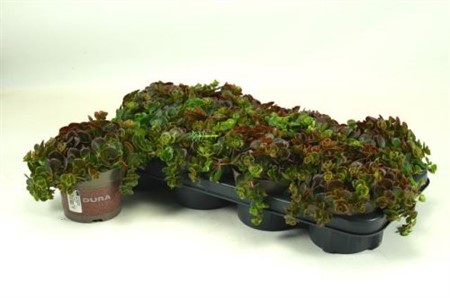 SEDUM CORAL REEF 12Ø Ø12