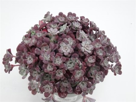 SEDUM PURPUREUM 12Ø Ø12