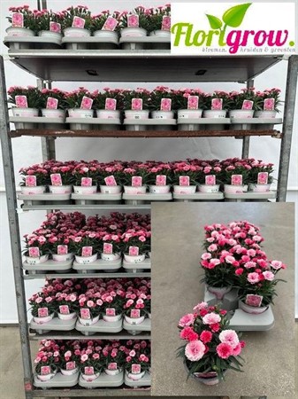 DIANTHUS I LOVE U 13Ø Ø13