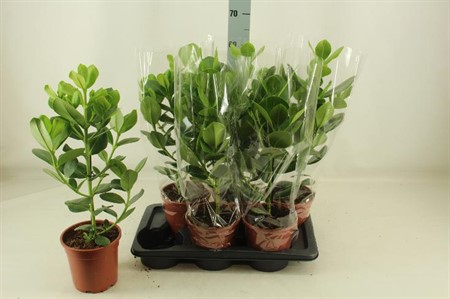 Clusia rosea Princess KLIPP Ø17 H=65