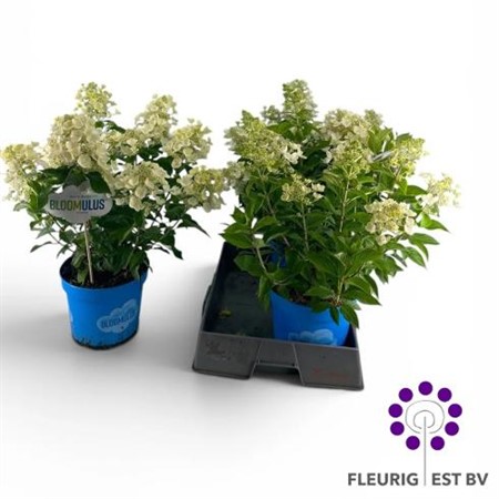 Hydrangea pan. Bloomulus Cumulus KLIPP Ø23 H=60 12+ BLM