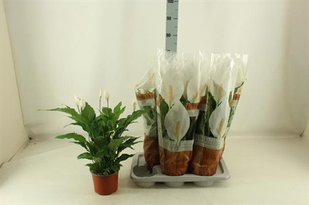 Spathiphyllum Sweet Chico KLIPP Ø17 H=65 5+ BLM