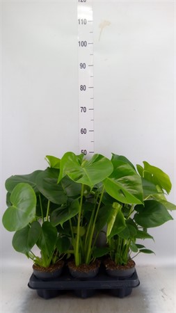 Monstera delic. Ø12 H=45