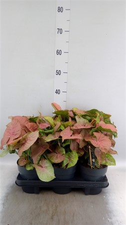 Syngonium 'Red Heart' Ø14 H=30