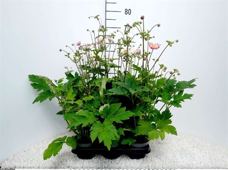 ANEMONE HUPEHENSIS 13 CM Ø13