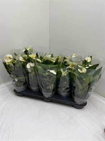 Anthurium andr. White SUPERKLIPP ! Ø12 H=38