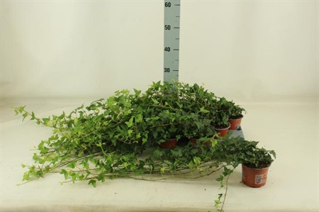 Hedera helix Shamrock Ø12 H=35