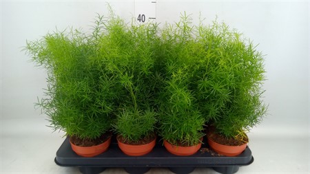 Asparagus dens. 'Mazeppa' Ø12 H=30