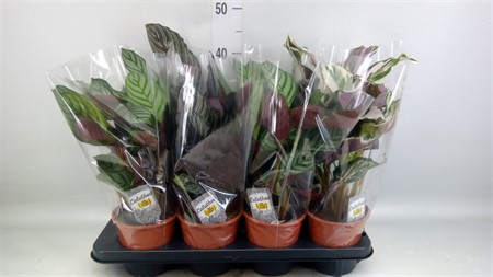 Calathea mix 3 Ø14 H=45