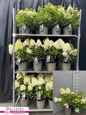 HYDRANGEA PANICULATA 23 CM Ø23