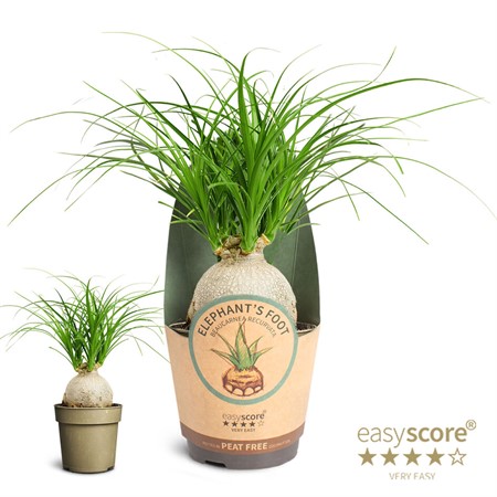 BEAUCARNEA RECURVATA 11Ø Ø11