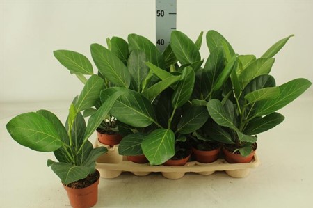 Ficus benghalensis Audrey KLIPP Ø12 H=40