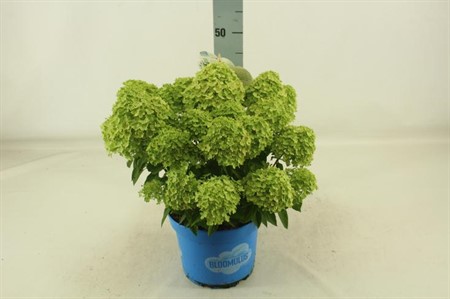 Hydrangea pan. Bloomulus Stratix KLIPP Ø23 H=45 20+ BLM