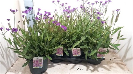 Verbena rigida KLIPP Ø19 H=50
