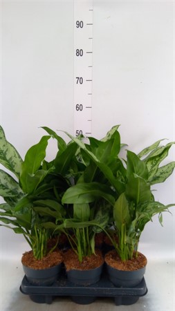 Aglaonema ... Ø14 H=48