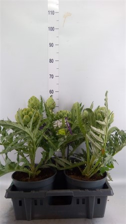 Cynara scolymus Kronärtsskocka med frukt Ø23 H=50