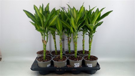 Dracaena frag. 'Cintho' single stem 2+ head Ø13 H=40