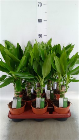 Dracaena frag. 'Steudneri' single stem 2+ head Ø11 H=40