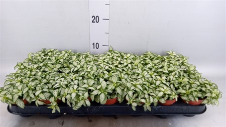 Fittonia 'Mosaic White Forest Fla' Ø508 H=10