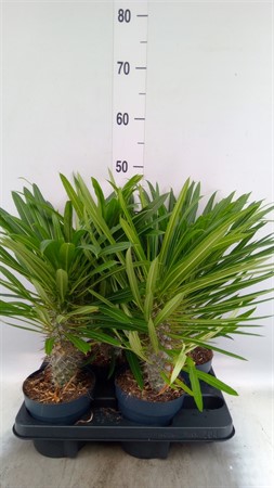 Pachypodium lamerei Ø14 H=47
