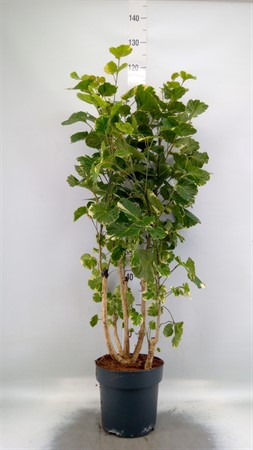 Polyscias scutellaria 'Balfourii' Ø21 H=115