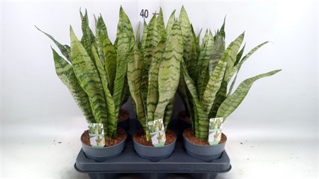 Sansevieria zeylanica Ø12 H=40