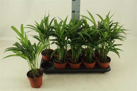 Chrysalidocarpus lutesc. KLIPP Ø12 H=40
