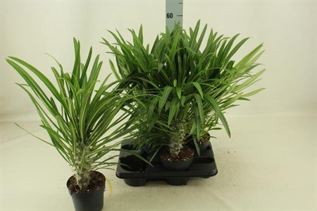 Pachypodium lamerei SUPER Ø14 H=45