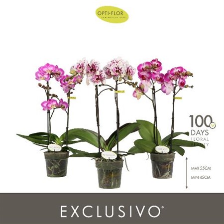 Phalaenopsis multiflora mix 5 colors Ø12 H=45 18+ BLM 2 TAK