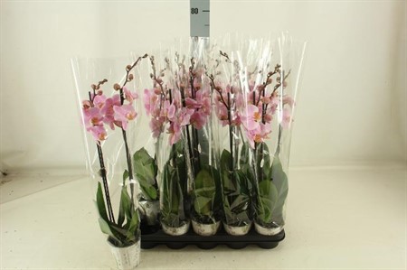Phalaenopsis Salinas Ø12 H=60 2 TAK