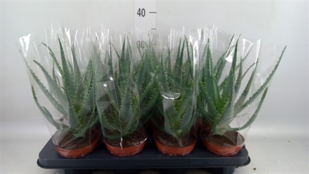 Aloe arborescens Ø12 H=32