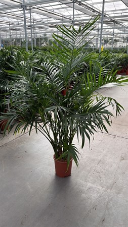 Chamaedorea cataractarum 'Stella' SUPER KLIPP Ø24 H=150