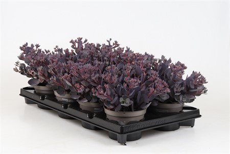 SEDUM RED CANYON 12Ø Ø12