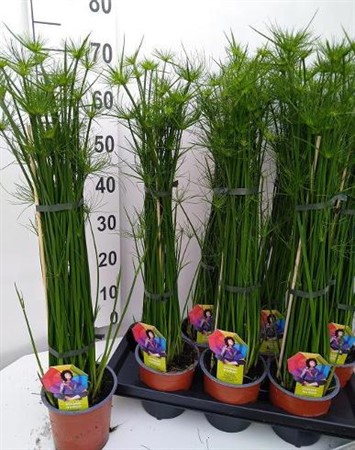 Cyperus haspan Ø14 H=75