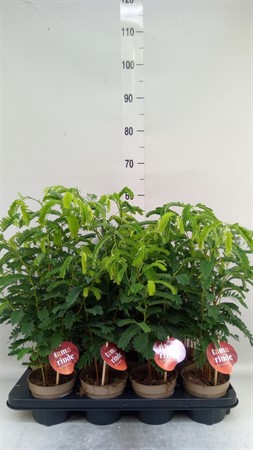 Tamarindus indica * Ø12 H=55