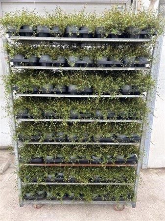 MUEHLENBECKIA 13Ø Ø13