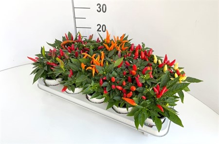CAPSICUM ANNUUM 11Ø Ø11